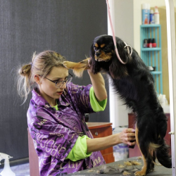 Pet Examination