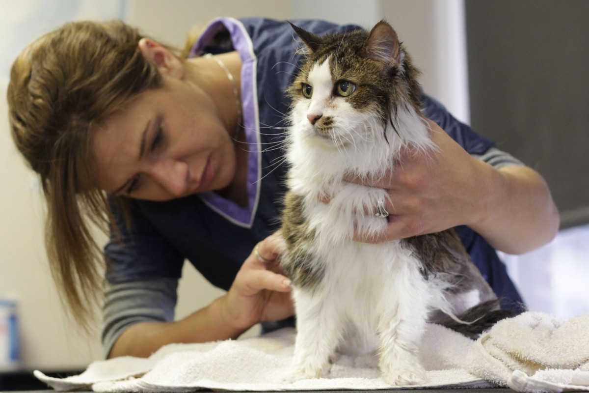 Pet Grooming
